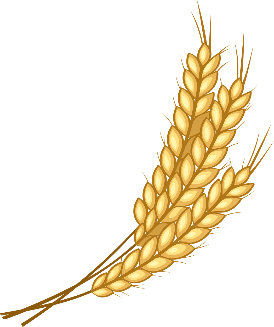 Organic Wheat Illustration